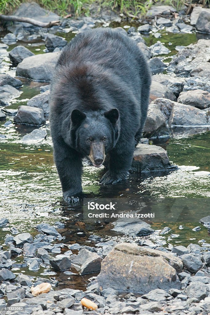 Black bear while eating A black bear while comig to you across the creek 2015 Stock Photo