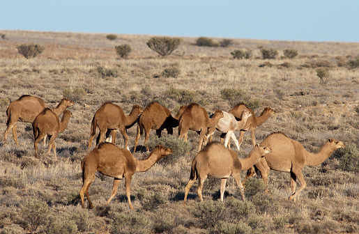 Wild feral camels in the Sturt Stony desert  Central Australia.
