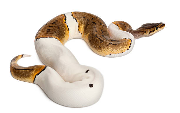 istock Female Pinstripe Pied Royal python, fourteen months old, white background. 471322689