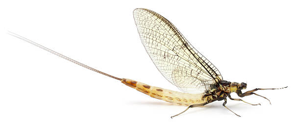 istock Side view of a Mayfly, Ephemera danica, white background. 471322695