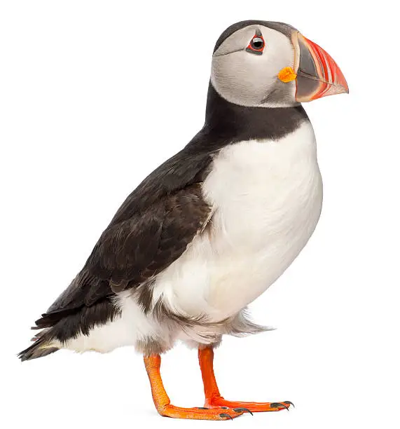 Photo of Side view of Common Puffin, Fratercula arctica, white background.