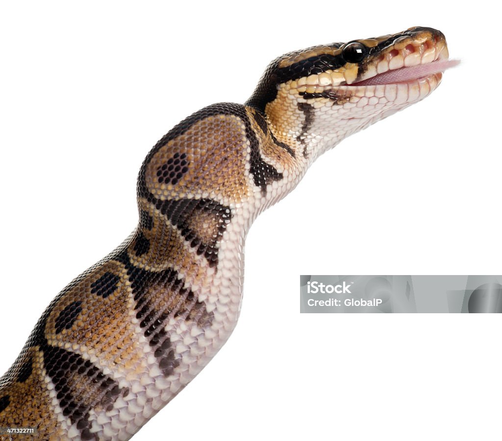 White Python Eating Python Royal Eating A Mouse White Background Stock Photo - Download ...
