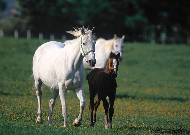 istock Mare and Colt on a ranch 471323777