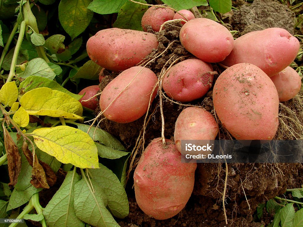 potato tubers potato plant with tubers digging up from the ground Agriculture Stock Photo