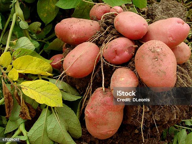 Potato Tubers Stock Photo - Download Image Now - Agriculture, Business Finance and Industry, Crop - Plant