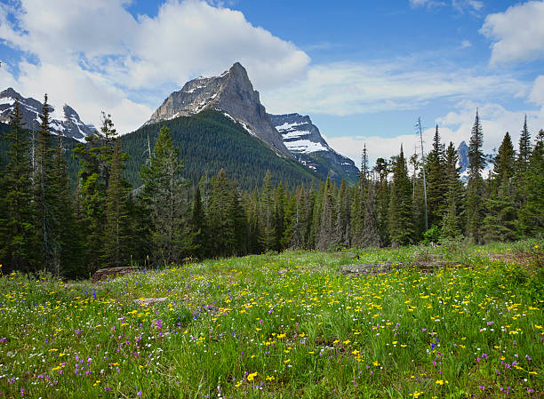 montanha meadow com flores no parque nacional glacier - montana mountain meadow flower - fotografias e filmes do acervo