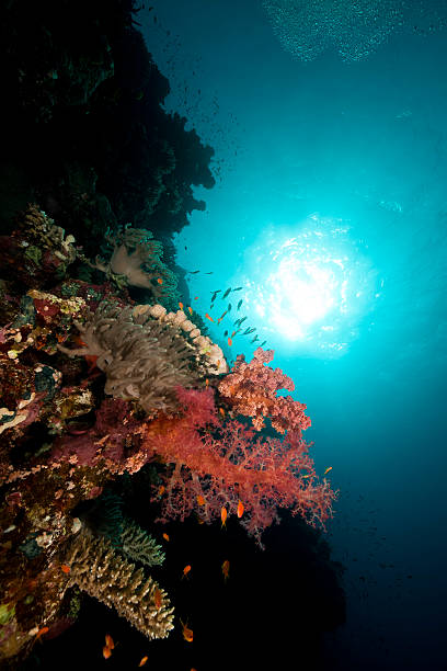 istock Fish and tropical reef in the Red Sea. 471324709