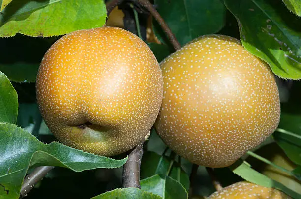 Group of asian pears on branch.