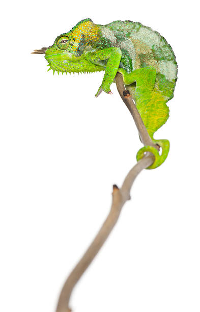 istock Four-horned Chameleon, Chamaeleo quadricornis, perched on branch, white background. 471324893