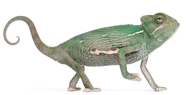 istock Young veiled chameleon, Chamaeleo calyptratus, white background. 471324907