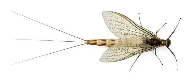 High angle view of Mayfly, Ephemera danica, in front of white background.
