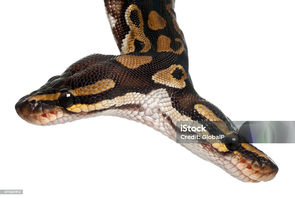 Closeup Of Two Headed Royal Python White Background Stock Photo ...