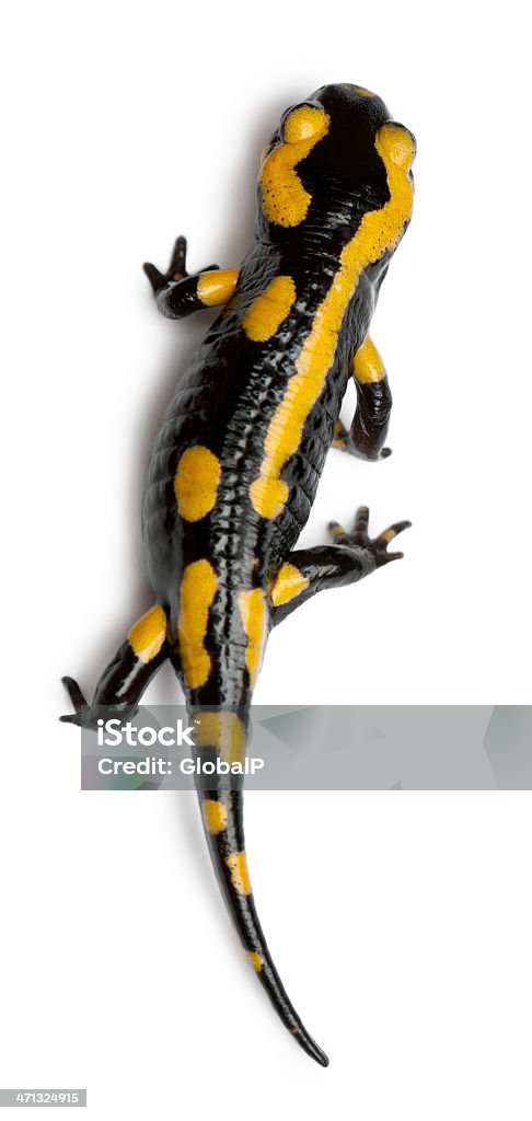 High angle view of a Fire salamander, white background. Fire salamander, Salamandra salamandra, in front of white background. Fire Salamander Stock Photo