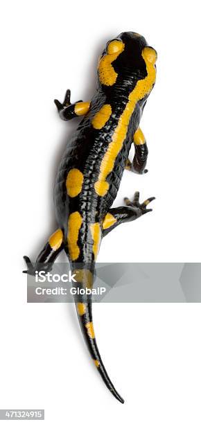 High Angle View Of A Fire Salamander White Background Stock Photo - Download Image Now