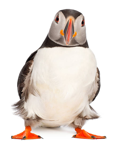 Front view of an Atlantic Puffin, Fratercula arctica, white background. Atlantic Puffin or Common Puffin, Fratercula arctica, in front of white background. puffin photos stock pictures, royalty-free photos & images