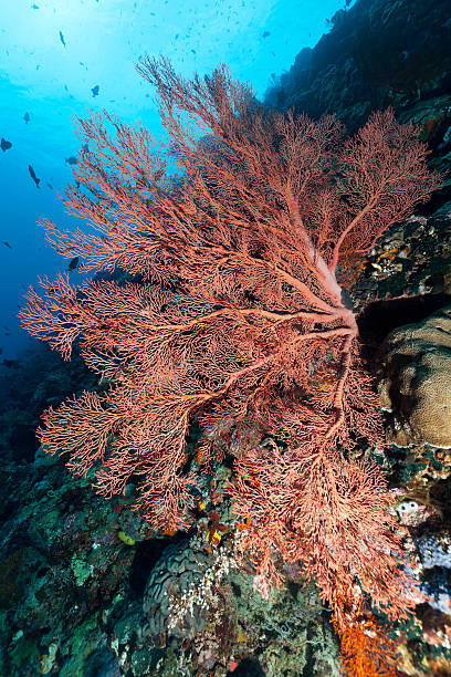 Large red Gorgonian Coral Beauty, Bunaken National Park, Sulawesi, Indonesia Large red Gorgonian Coral at a steep reef with a lot of Blue Triggerfishes Odonus Niger behind  odonus niger stock pictures, royalty-free photos & images