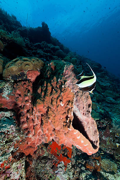 Moorish Idol over Giant Sponge, Bunaken Island, North Sulawesi, Indonesia A Moorish Idol Zanclus cornutus over a Giant Sponge Xestospongia testudinaria at the deeper part of the reef, a lot of blue Triggerfishes Odonus niger up there, near the surface.  odonus niger stock pictures, royalty-free photos & images