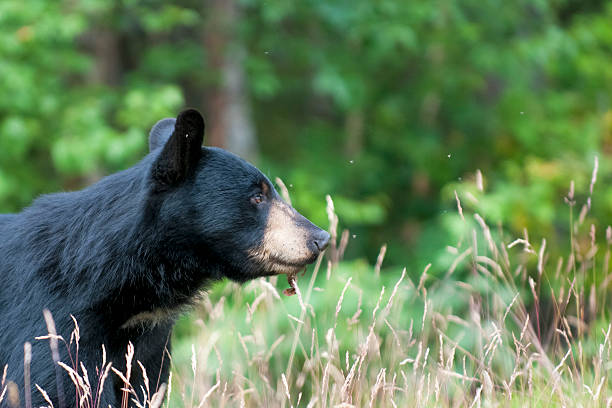 istock An isolated  black bear in the green background in Alaska 471325580