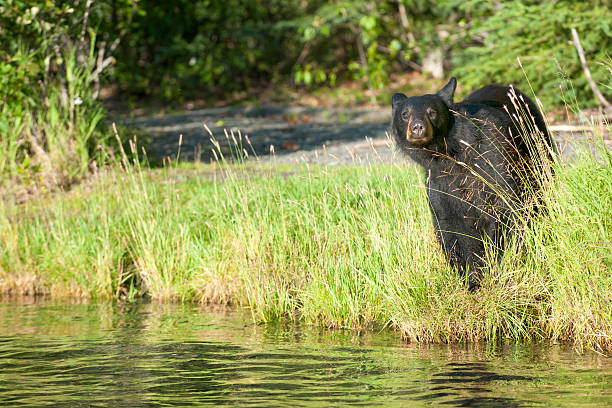 istock isolated black bear looking at you in Russian River Alaska 471325590