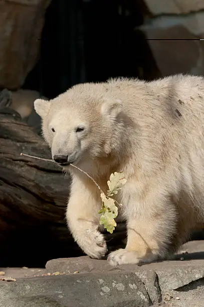 Ice Bear with a oak twig.