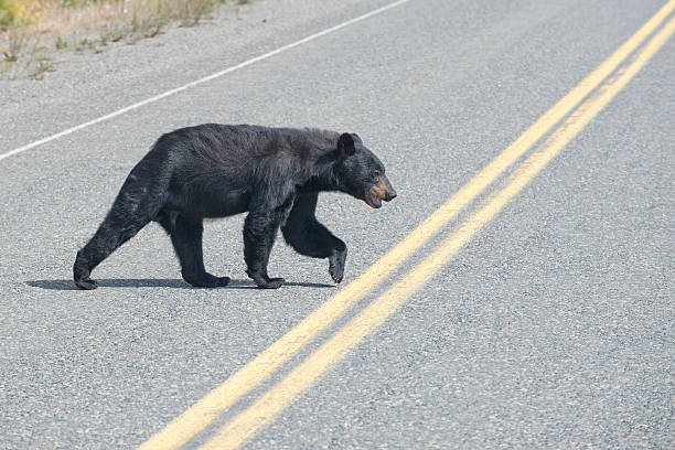 istock black bear crossing the road 471325624