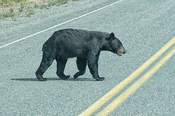 istock black bear crossing the road 471325626