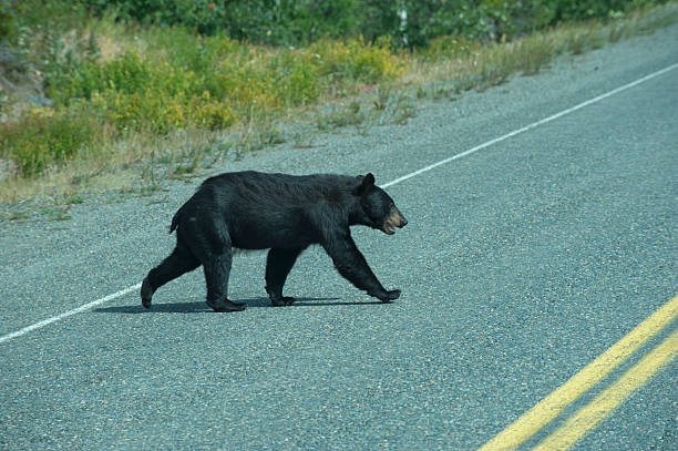 istock black bear crossing the road 471325630