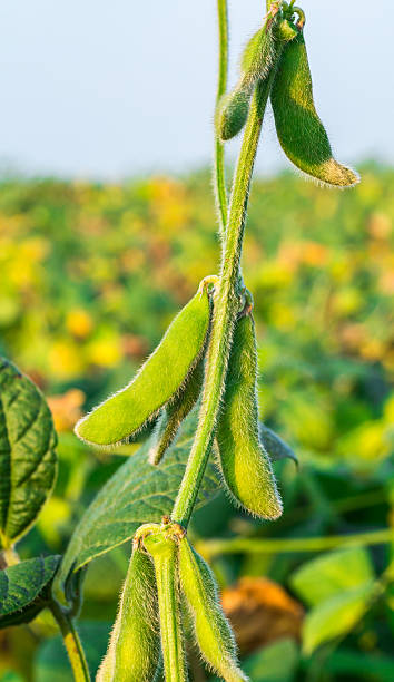 istock Green soybean plants close-up shot 471326158