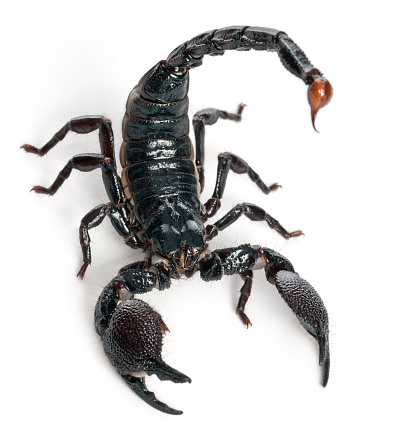 Emperor Scorpion,  Pandinus imperator, one year old, in front of white background.