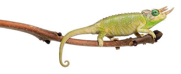 istock Mt. Meru Jackson's Chameleon, perched on branch, white background. 471326493