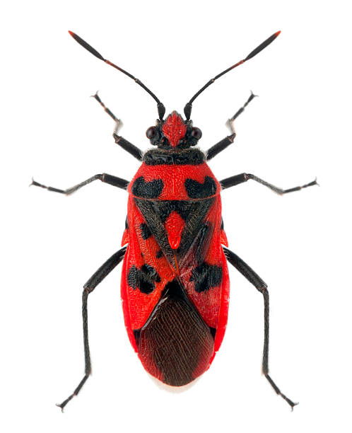 istock High angle view of Scentless plant bug, white background. 471326523