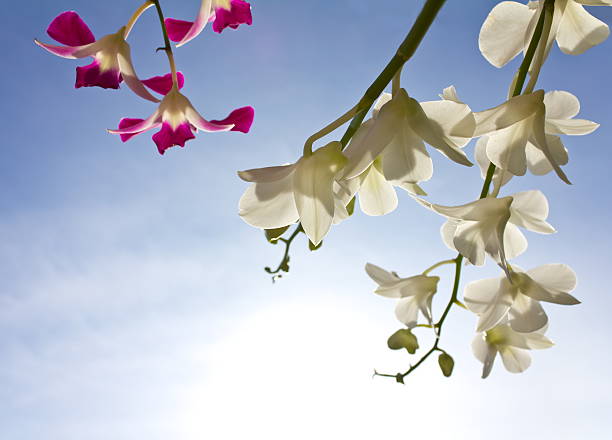 istock Pink and white orchid. 471327799