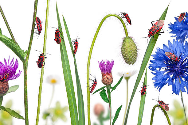 istock Collage of Scentless plant bugs, on flowers, white background 471327971