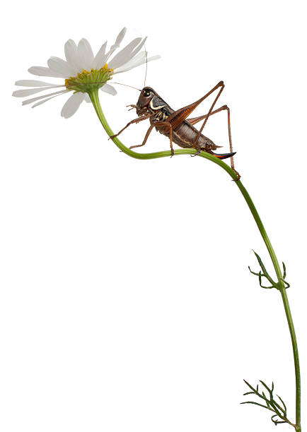 istock Female Shield-back Katydid, Platycleis tessellata, climbing flower, white background. 471327993