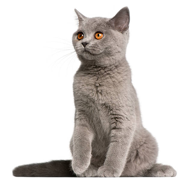 istock British Shorthair kitten, three months old, sitting, white background. 471328089