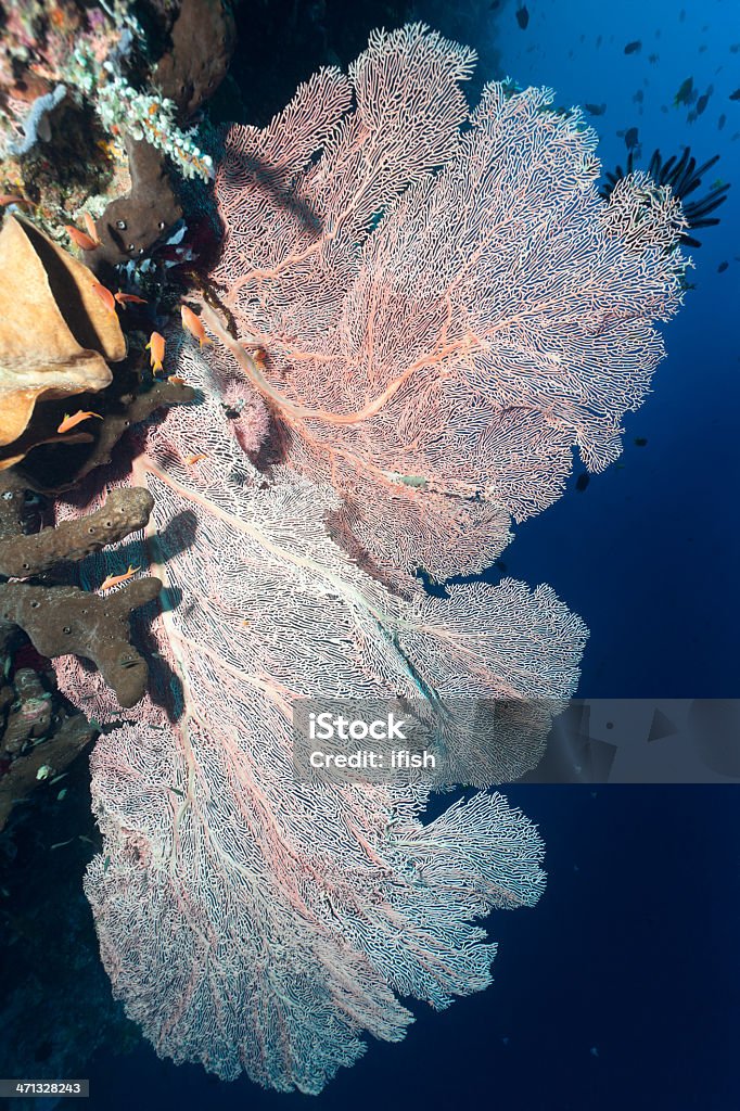 Große Gorgonian Fan in Siladen Island North Sulawesi, Indonesien - Lizenzfrei Asien Stock-Foto