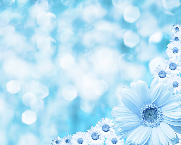 istock Floral border blurred background, flowers chamomile 471328508
