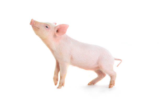 pig piglet isolated on white, studio shot piglet stock pictures, royalty-free photos & images