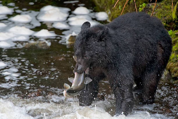 istock Alaska Prince William Sound 471328832