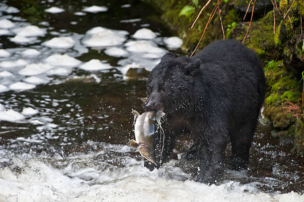 istock Alaska Prince William Sound 471328834