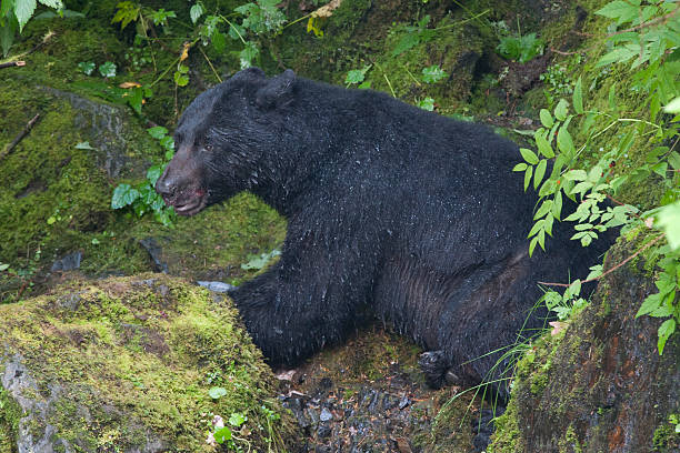 istock Alaska Prince William Sound 471328836
