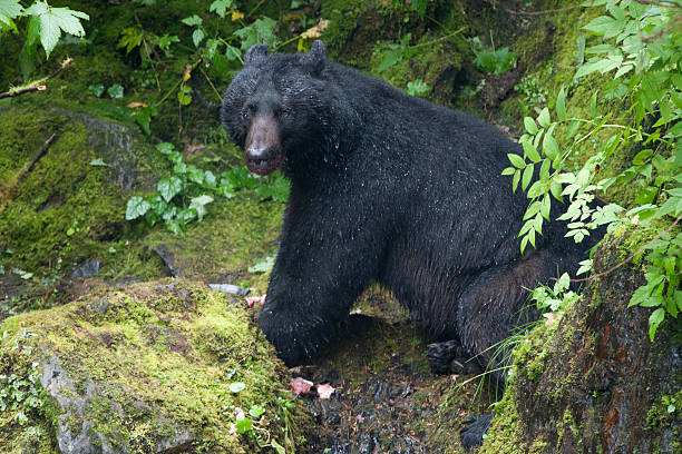 istock Alaska Prince William Sound 471328838