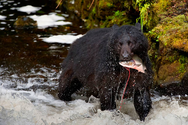 istock Alaska Prince William Sound 471328850