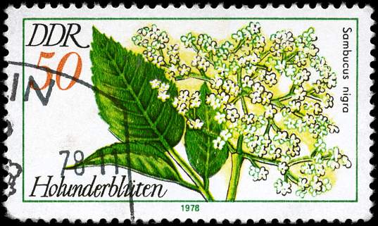 A Stamp printed in GDR shows image of a Elder \