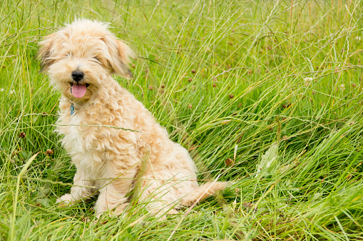 pretty bichon frise crossbred puppy sits in long grass 