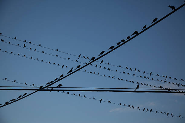 istock Crows on wires invade the city 471330339