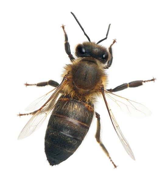 istock Female worker bee, Anthophora plumipes, white background. 471330725