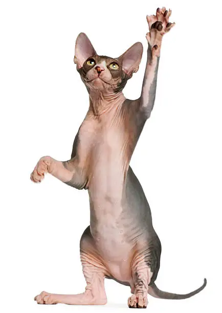Sphynx kitten, four months old, reaching up in front of white background.
