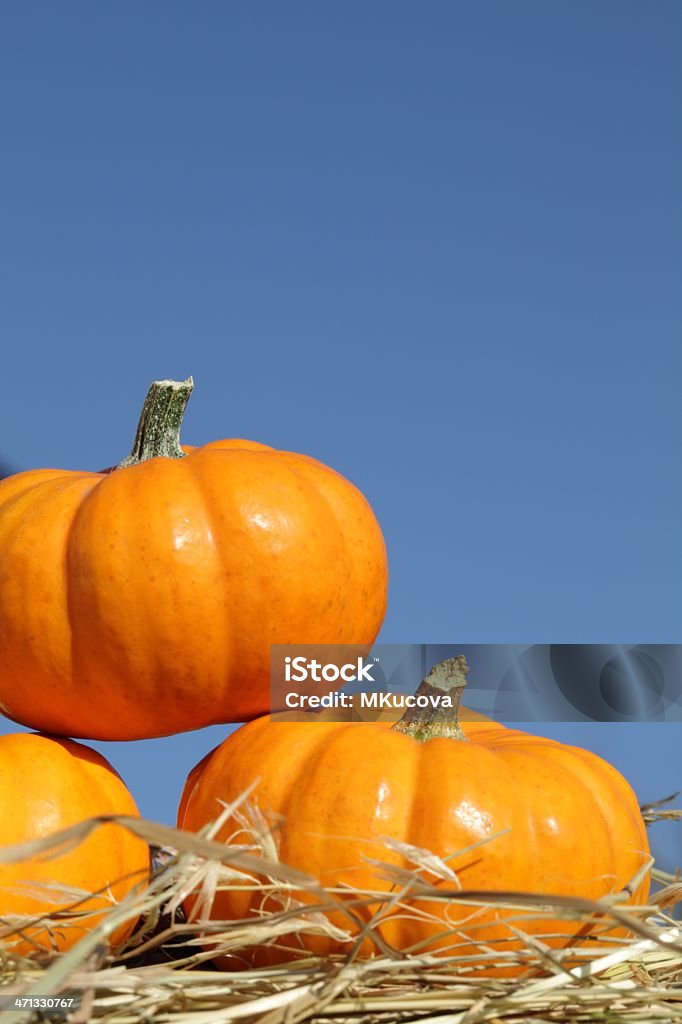 Pumpkins Pumpkins on blue sky background. Copy space. Autumn Stock Photo