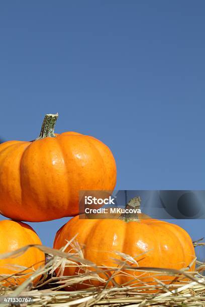 Pumpkins Stock Photo - Download Image Now - Autumn, Backgrounds, Blue